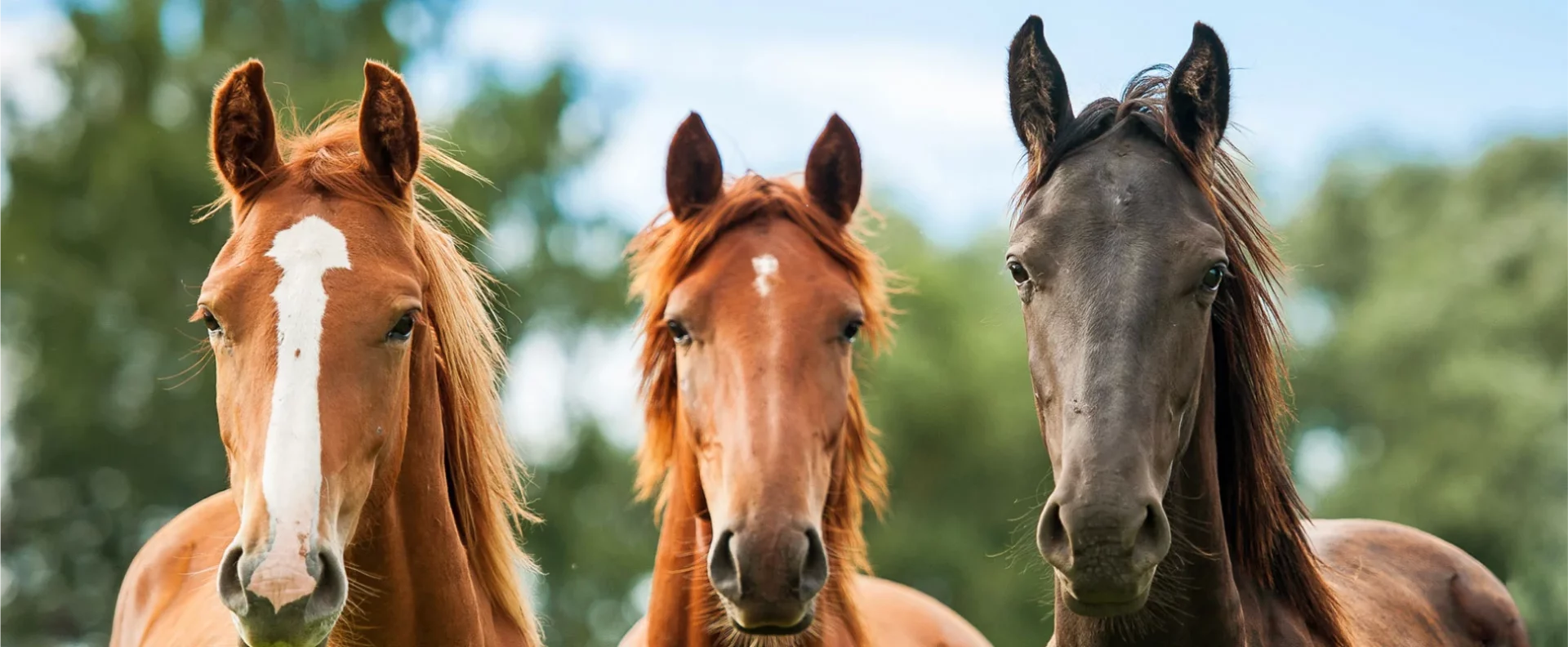 Valjac Formation Equestre Avignon Realisation 1