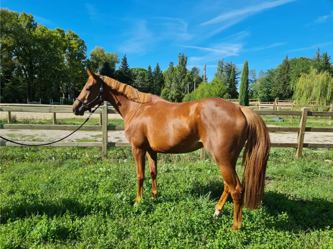 Valjac Formation Equestre Avignon Realisation 19