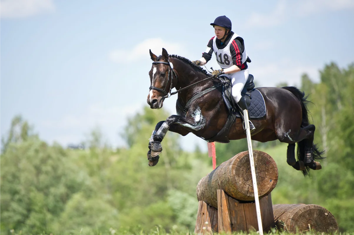 Valjac Formation Equestre Avignon Realisation 21