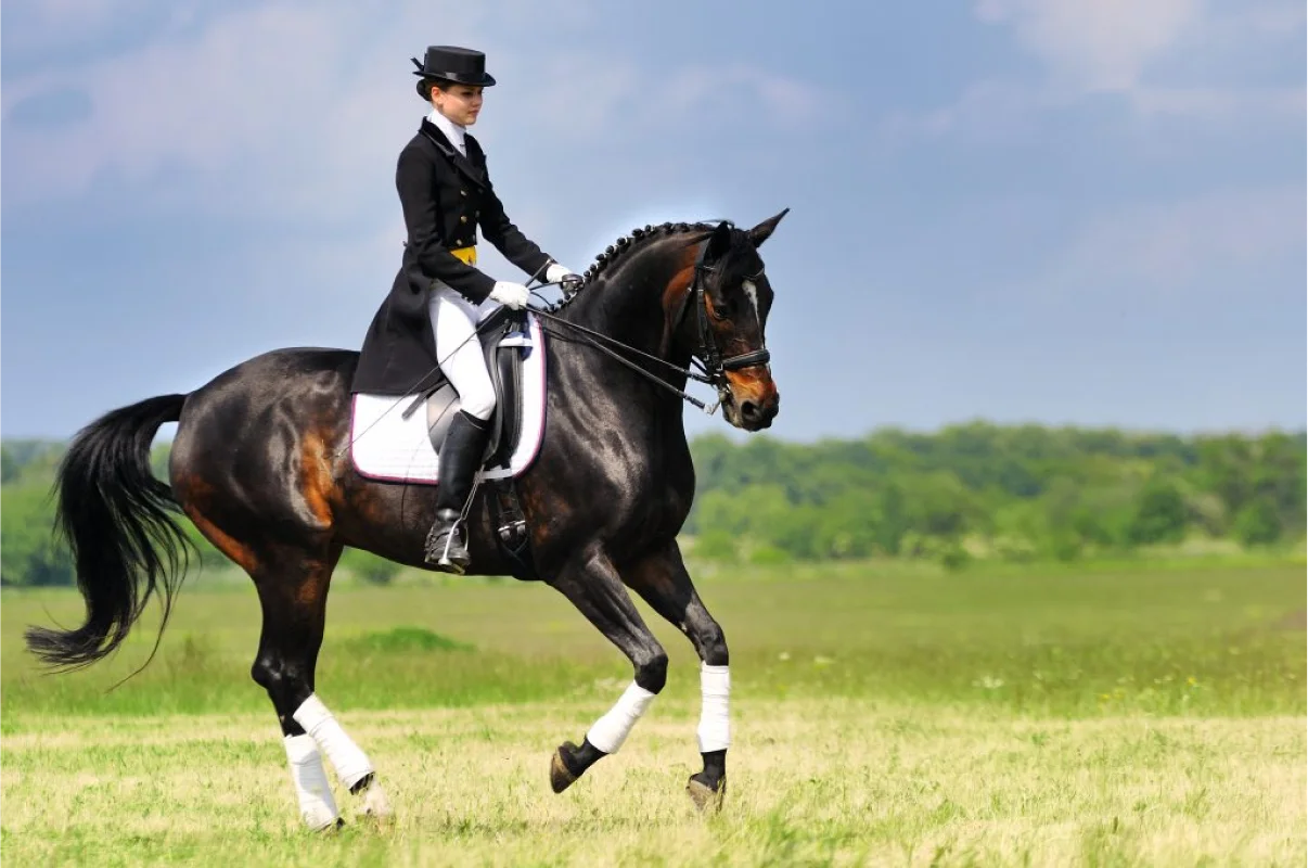 Valjac Formation Equestre Avignon Realisation 23
