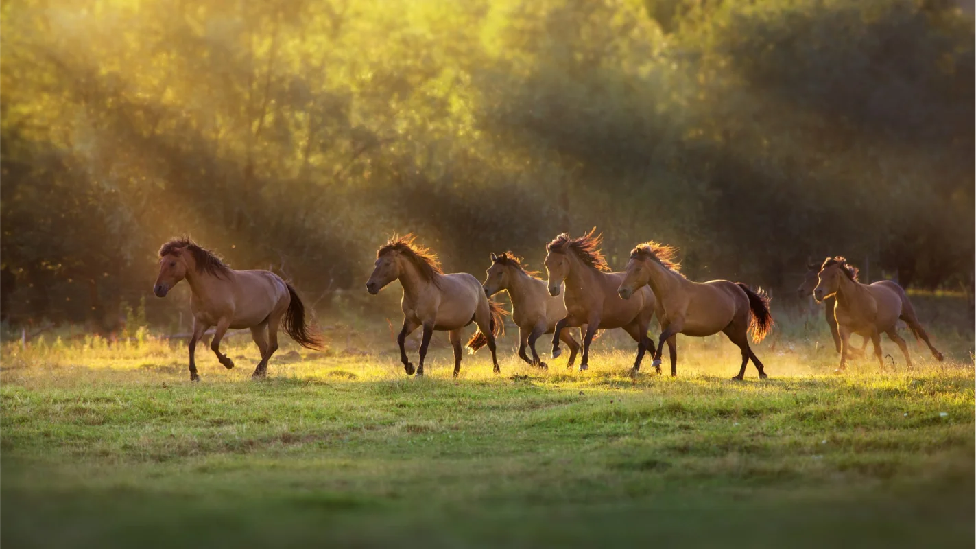 Valjac Formation Equestre Avignon Realisation 24