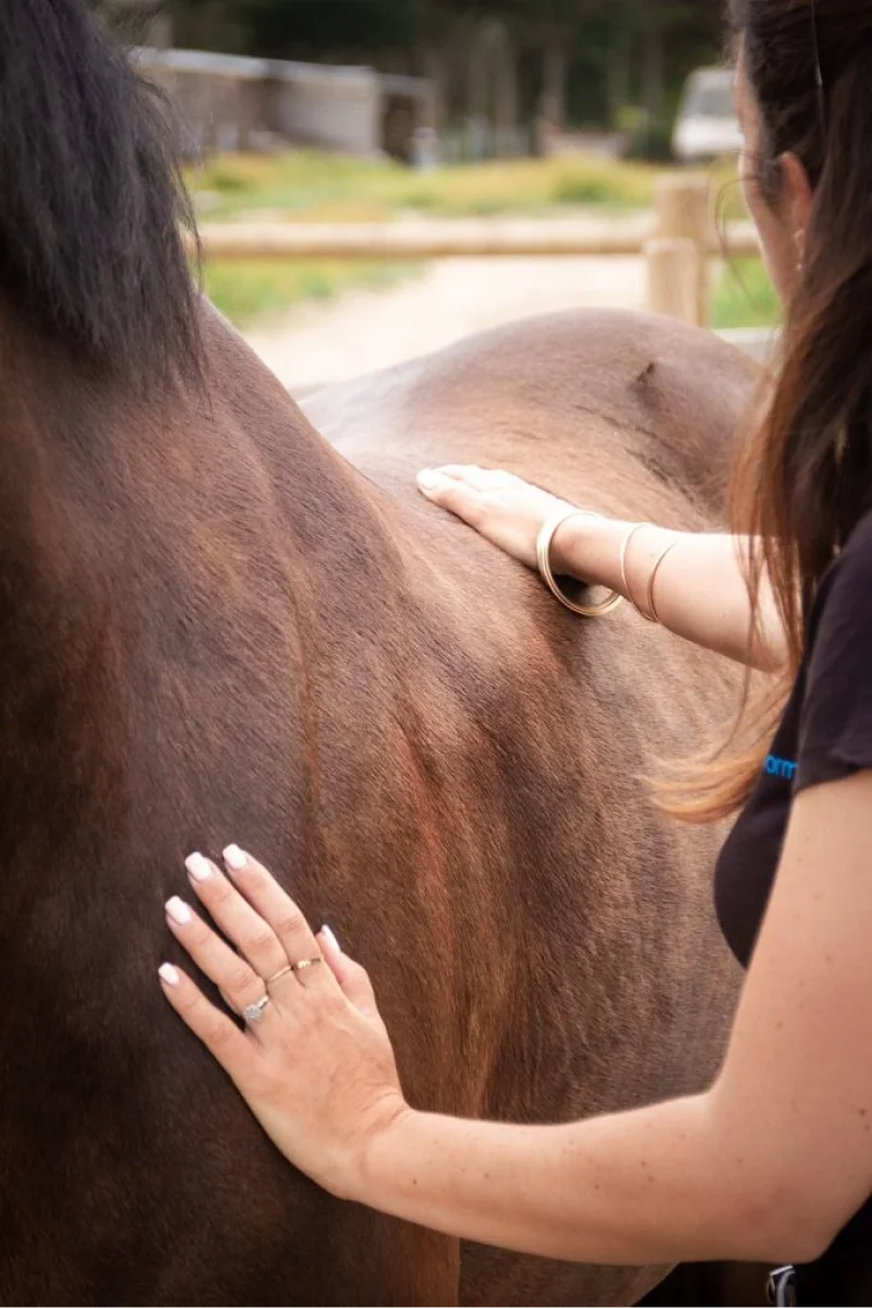 Valjac Formation Equestre Avignon Realisation 26