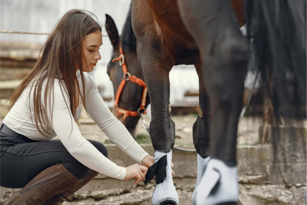 Valjac Formation Equestre Avignon Realisation 27
