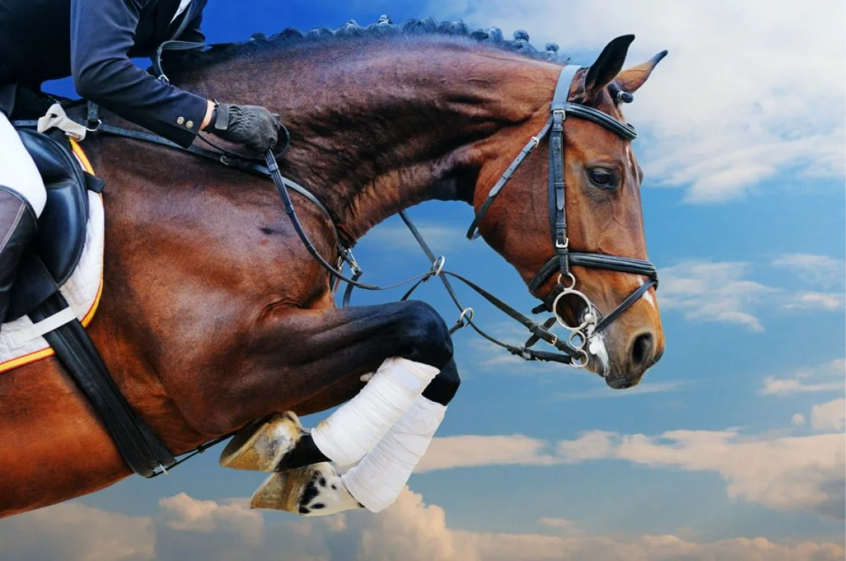 Valjac Formation Equestre Avignon Realisation 4