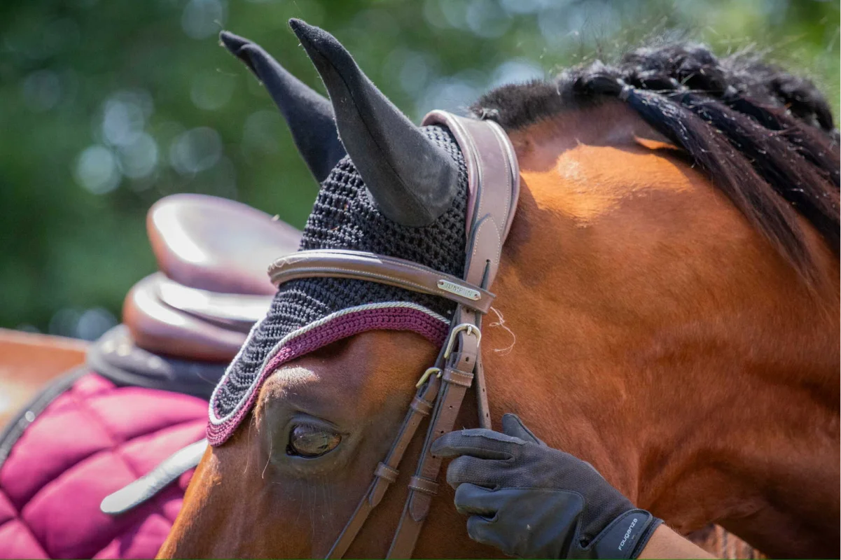 Valjac Formation Equestre Avignon Realisation 7