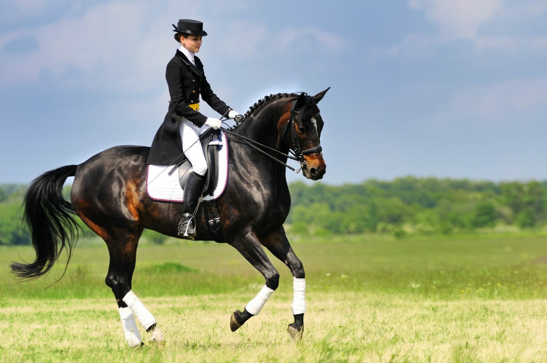 Formation dressage